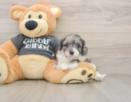 7 week old Cavapoo Puppy For Sale - Florida Fur Babies