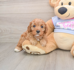 7 week old Cavapoo Puppy For Sale - Florida Fur Babies