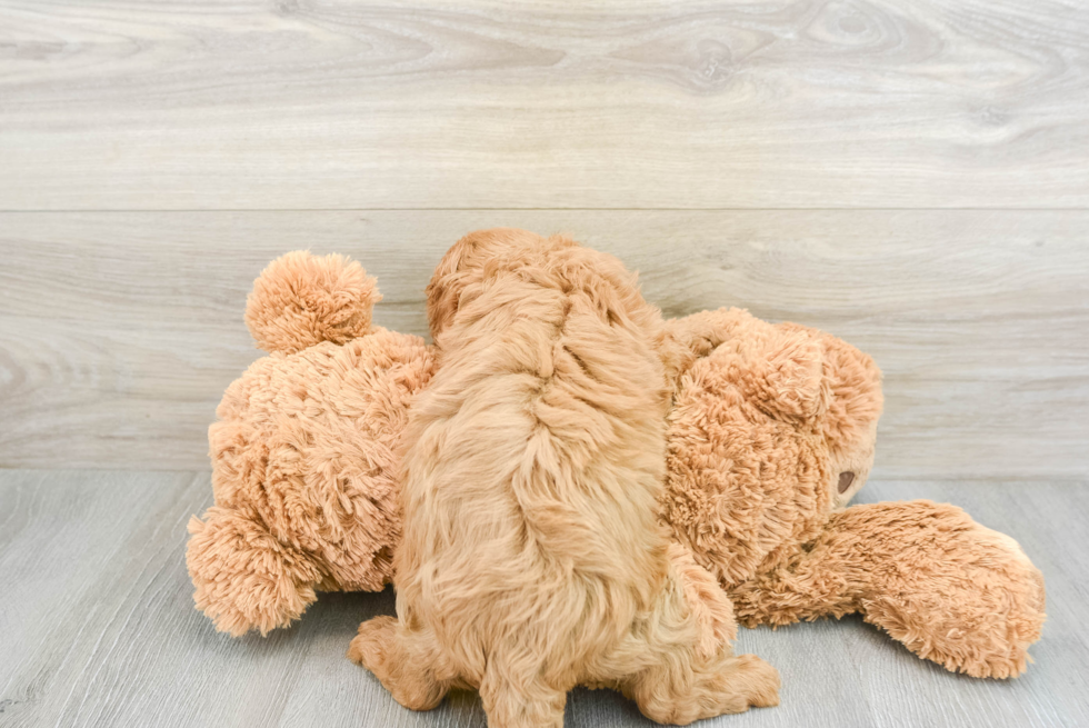 Best Cavapoo Baby