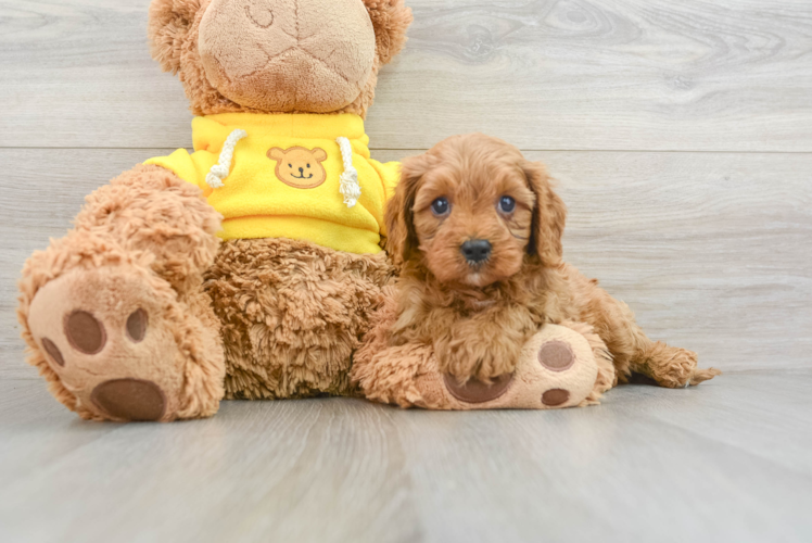 Best Cavapoo Baby