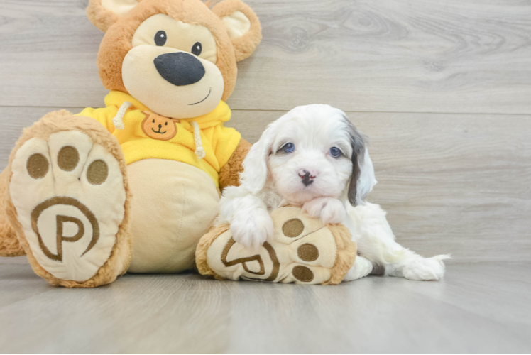 Happy Cavapoo Baby