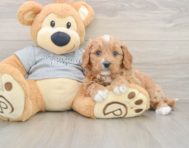 8 week old Cavapoo Puppy For Sale - Florida Fur Babies