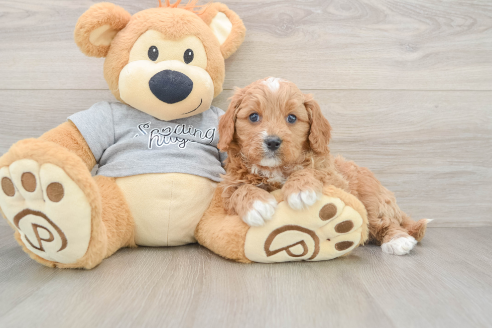 Cavapoo Puppy for Adoption