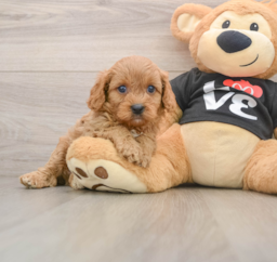 7 week old Cavapoo Puppy For Sale - Florida Fur Babies