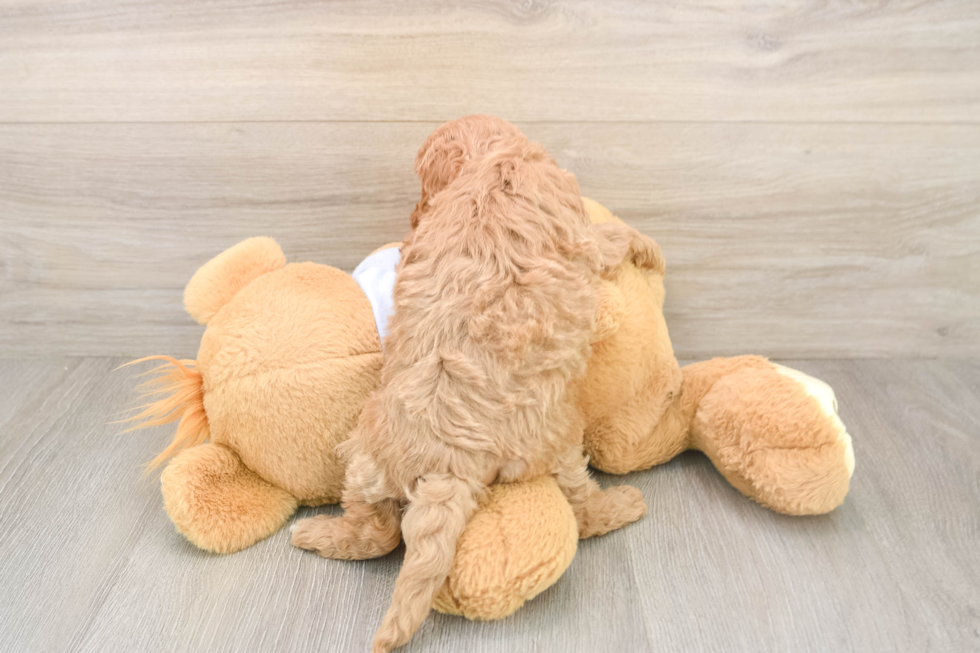 Sweet Cavapoo Baby