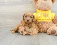 7 week old Cavapoo Puppy For Sale - Florida Fur Babies