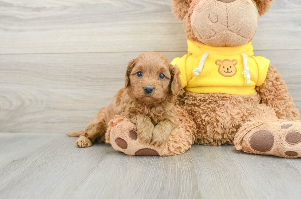 5 week old Cavapoo Puppy For Sale - Florida Fur Babies