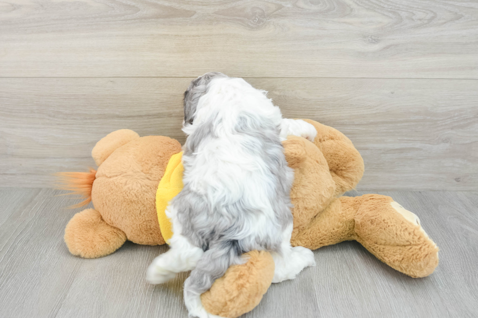 Funny Cavapoo Poodle Mix Pup