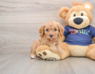 8 week old Cavapoo Puppy For Sale - Florida Fur Babies