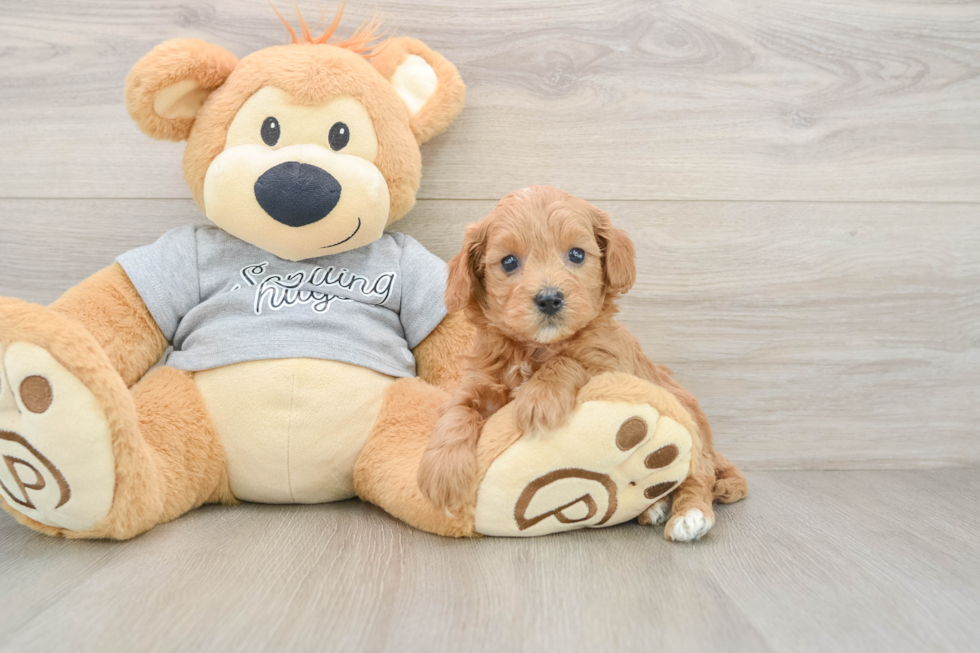 Little Cavipoo Poodle Mix Puppy