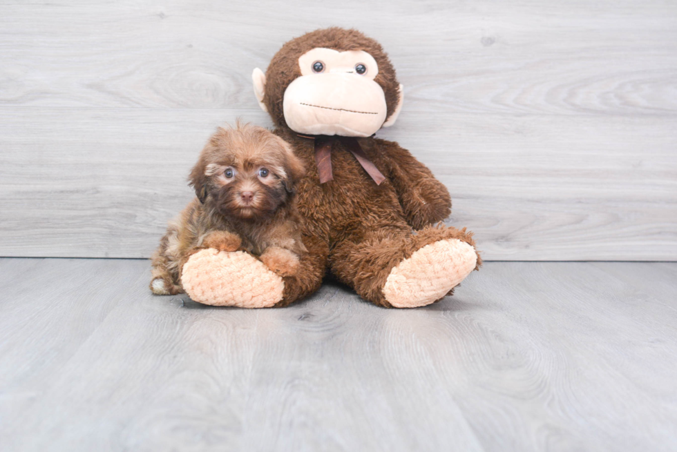 Meet Star - our Havanese Puppy Photo 2/2 - Florida Fur Babies