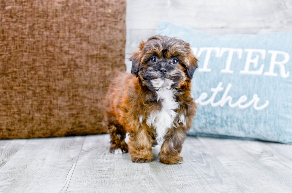 Meet Darcy - our Shih Poo Puppy Photo 3/4 - Florida Fur Babies