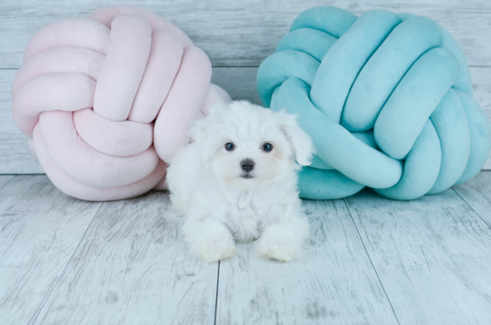 Meet  Snowflake - our Maltese Puppy Photo 3/5 - Florida Fur Babies