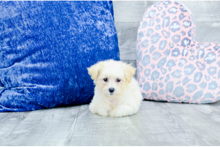 Meet Stacy - our Bichon Frise Puppy Photo 1/4 - Florida Fur Babies