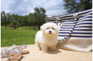 Meet Paris - our Maltipoo Puppy Photo 1/3 - Florida Fur Babies