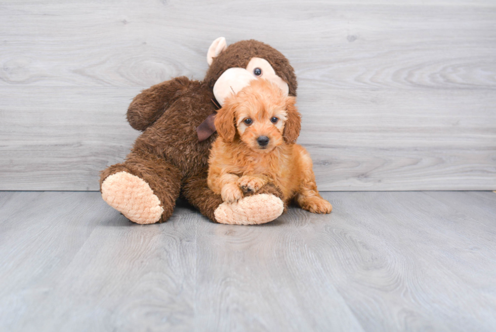 Meet Corey - our Mini Goldendoodle Puppy Photo 2/2 - Florida Fur Babies