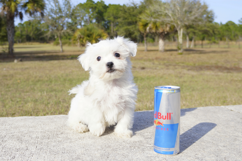 Meet Shela - our Maltipoo Puppy Photo 1/4 - Florida Fur Babies