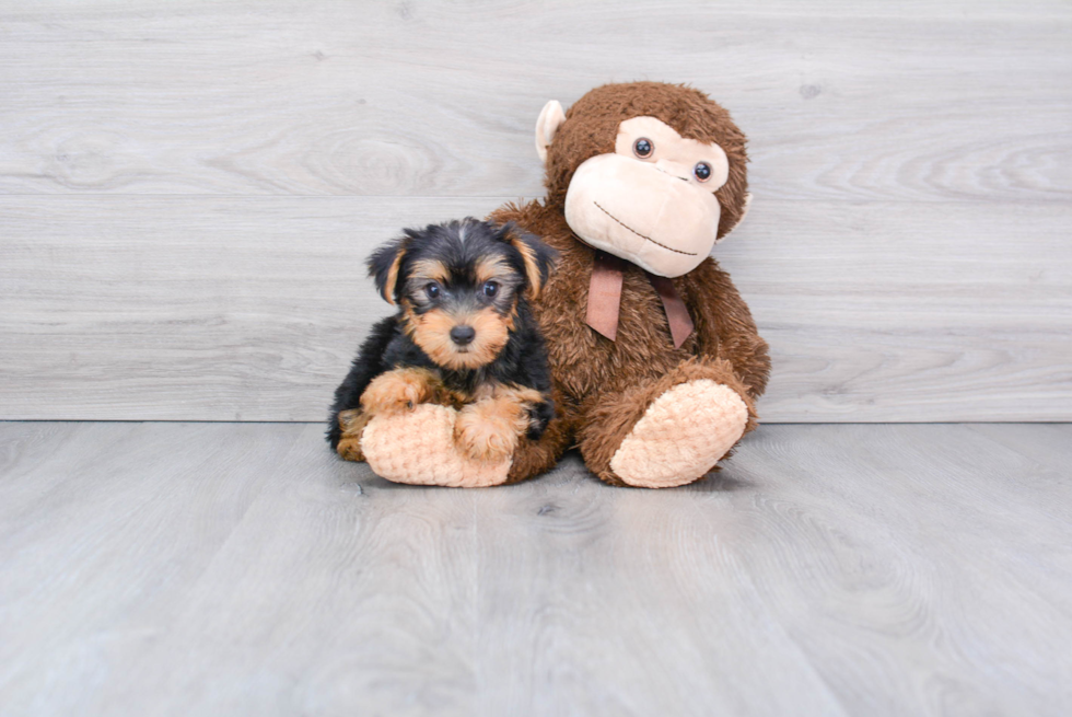 Meet Snickers - our Yorkshire Terrier Puppy Photo 2/2 - Florida Fur Babies