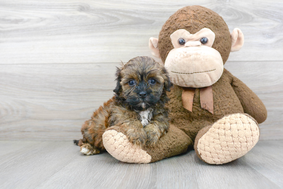 Meet Xena - our Shih Poo Puppy Photo 1/3 - Florida Fur Babies