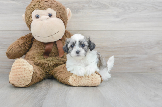 12 week old Teddy Bear Puppy For Sale - Florida Fur Babies