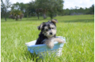 Meet Magnus - our Morkie Puppy Photo 2/4 - Florida Fur Babies