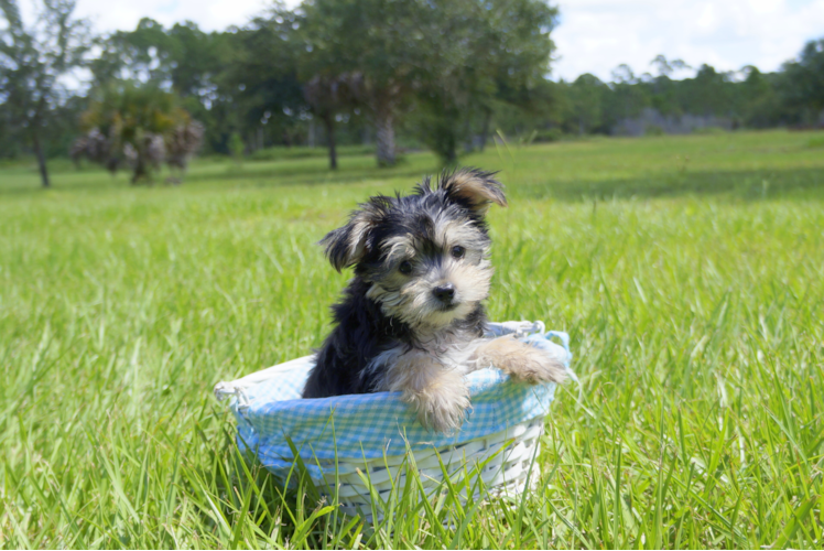 Meet Magnus - our Morkie Puppy Photo 2/4 - Florida Fur Babies