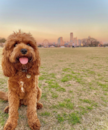 Puppy For Sale - Florida Fur Babies Puppy For Sale - Florida Fur Babies