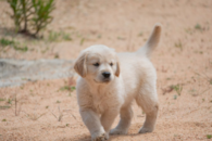 Cute Mini Goldendoodle Pup