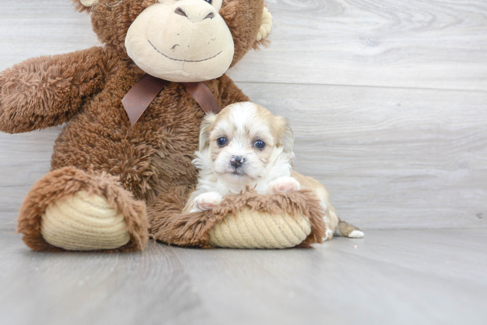 Meet Beth - our Teddy Bear Puppy Photo 2/3 - Florida Fur Babies