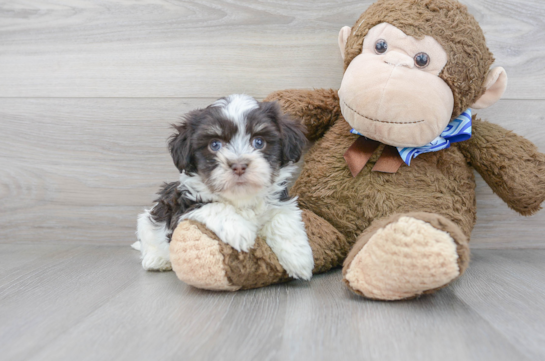 18 week old Havanese Puppy For Sale - Florida Fur Babies