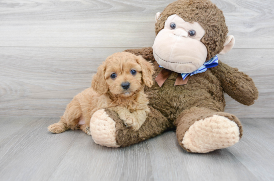 20 week old Cavapoo Puppy For Sale - Florida Fur Babies