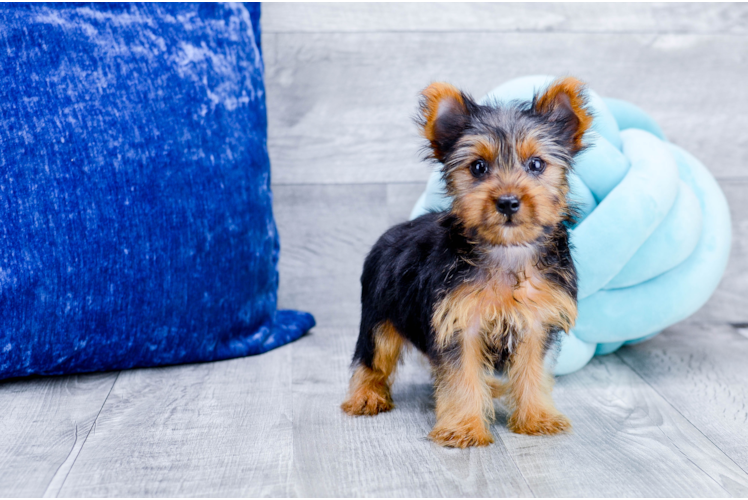 Meet Micheal - our Yorkshire Terrier Puppy Photo 4/4 - Florida Fur Babies