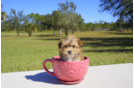 Meet  Ember - our Morkie Puppy Photo 1/5 - Florida Fur Babies