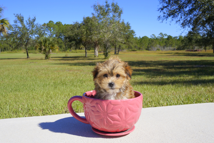 Meet  Ember - our Morkie Puppy Photo 1/5 - Florida Fur Babies