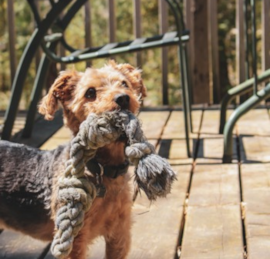 Yorkie Bichon Puppies For Sale - Florida Fur Babies