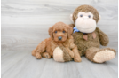 Meet Howie - our Mini Goldendoodle Puppy Photo 2/3 - Florida Fur Babies
