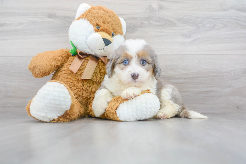 Meet Journee - our Mini Bernedoodle Puppy Photo 2/3 - Florida Fur Babies
