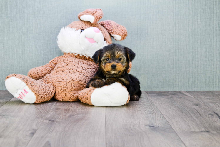 Meet Trixy - our Yorkshire Terrier Puppy Photo 1/2 - Florida Fur Babies