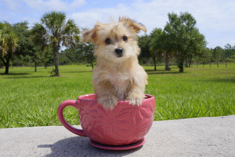 Meet Muffin - our Morkie Puppy Photo 2/2 - Florida Fur Babies
