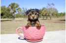 Meet Rucker - our Yorkshire Terrier Puppy Photo 3/3 - Florida Fur Babies