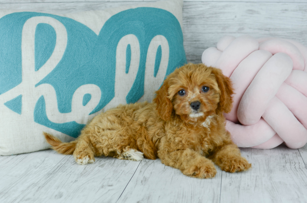 Meet  Willow - our Cavapoo Puppy Photo 4/6 - Florida Fur Babies