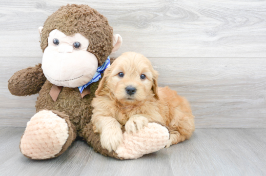 20 week old Mini Goldendoodle Puppy For Sale - Florida Fur Babies