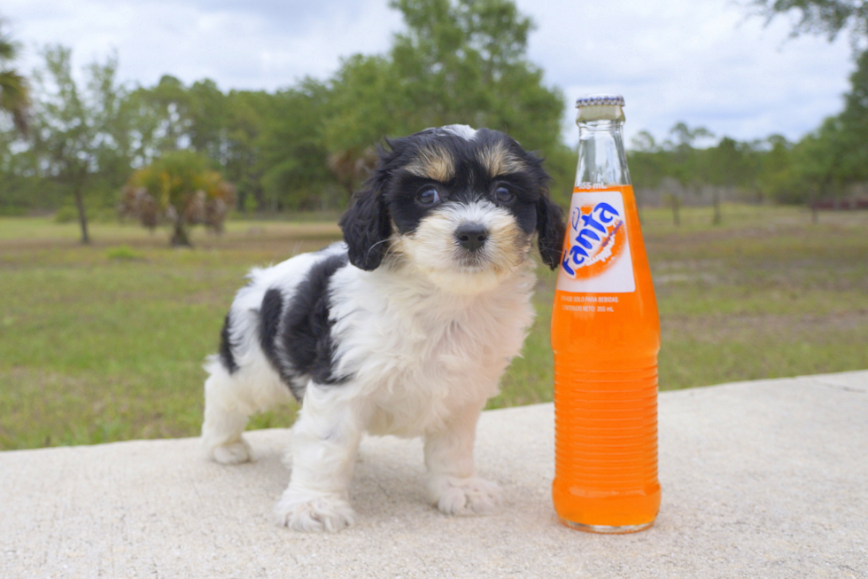 Meet Winchester - our Cavachon Puppy Photo 1/4 - Florida Fur Babies