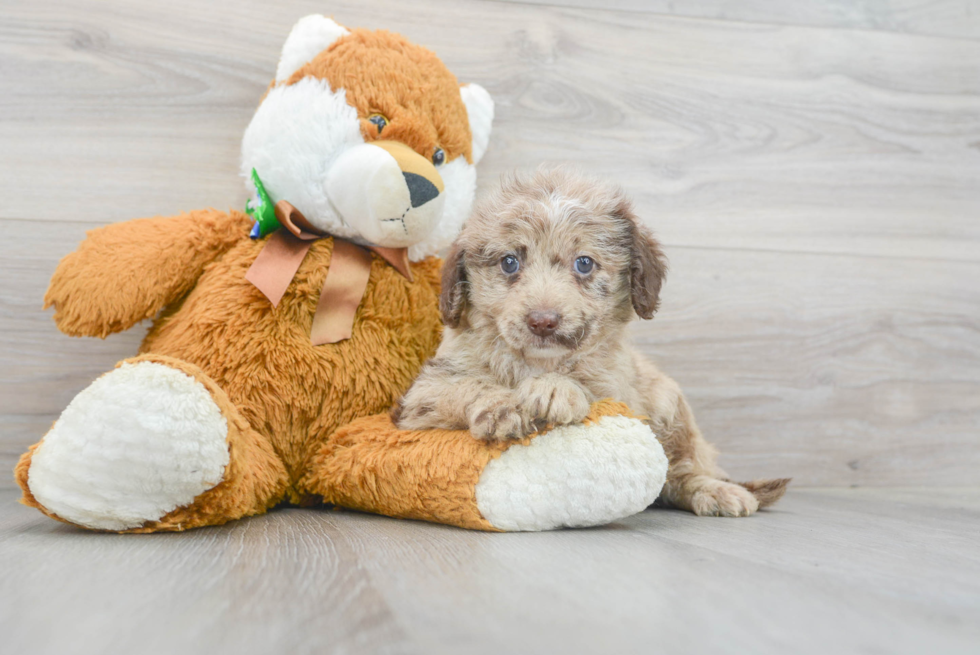 Meet Sequoia - our Mini Labradoodle Puppy Photo 2/3 - Florida Fur Babies