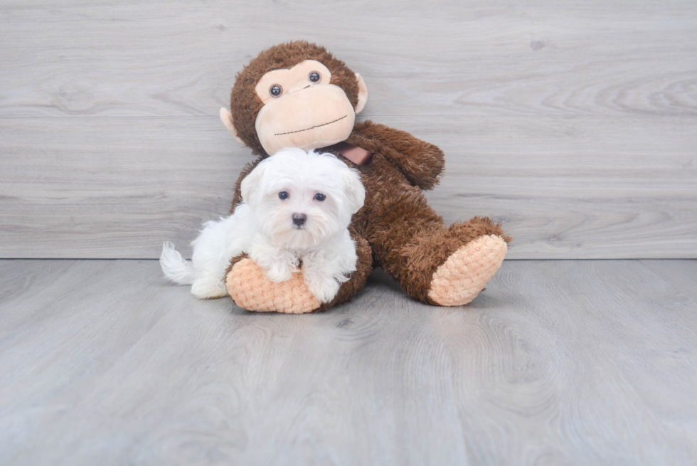 Meet Brady - our Maltese Puppy Photo 2/2 - Florida Fur Babies