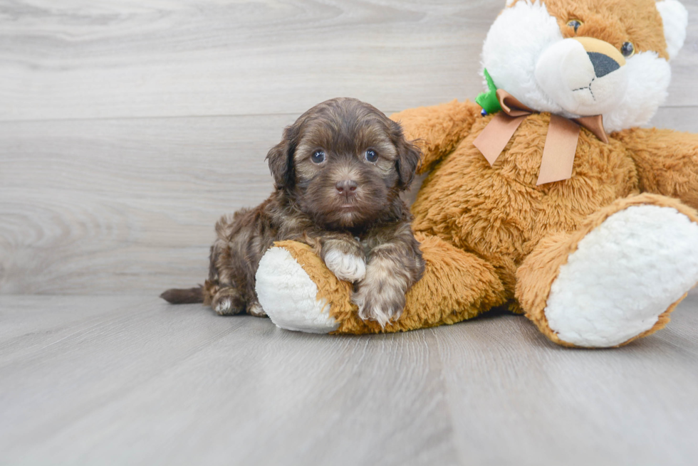 Meet Stew - our Shih Poo Puppy Photo 1/3 - Florida Fur Babies