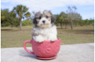 Meet Zeda - our Teddy Bear Puppy Photo 1/3 - Florida Fur Babies