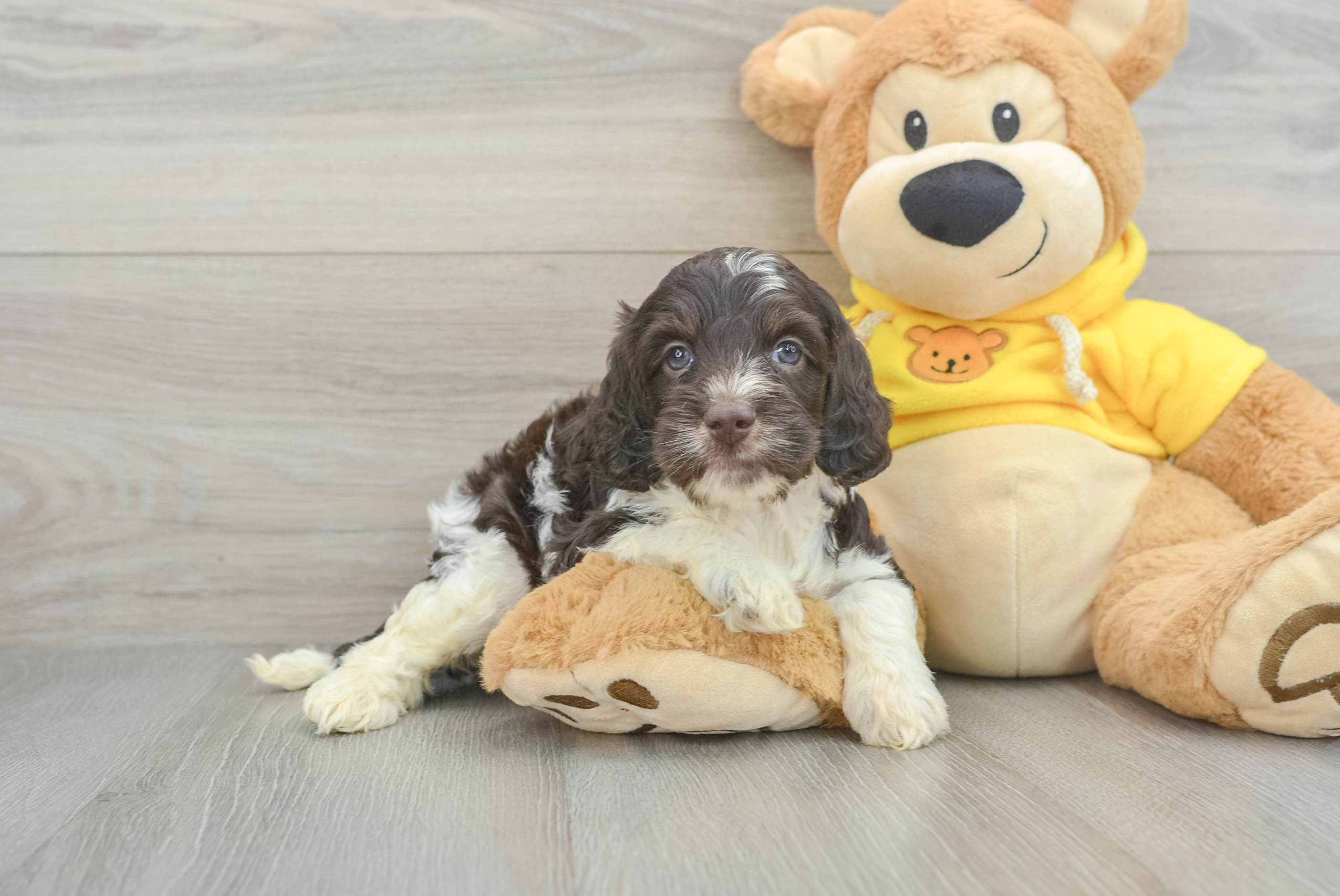 Cockapoo Puppy for Adoption