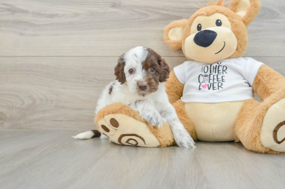 7 week old Cockapoo Puppy For Sale - Florida Fur Babies