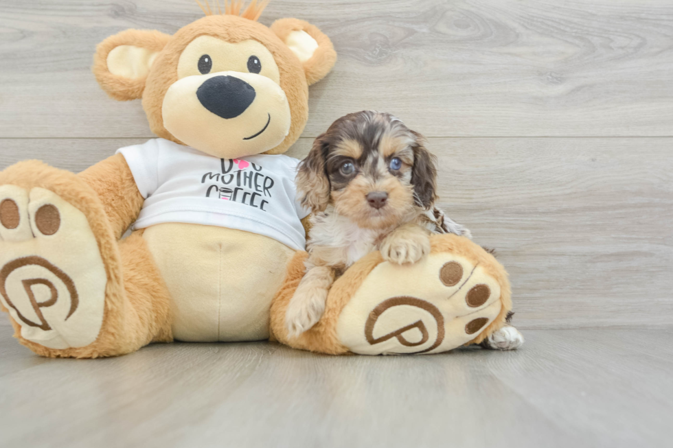 Adorable Cocker Doodle Poodle Mix Puppy